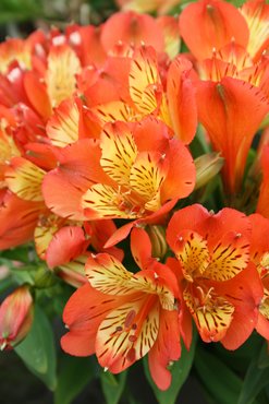 Alstroemeria Inca Safari 2 Litre