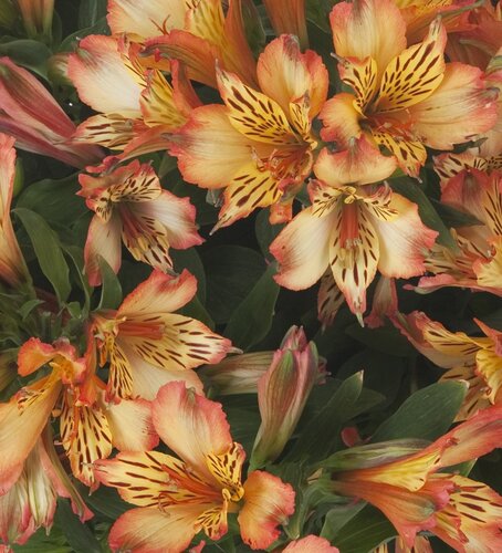 Alstroemeria Inticancha Bryce 2 Litre