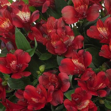 Alstroemeria Inticancha Doba 3 Litre