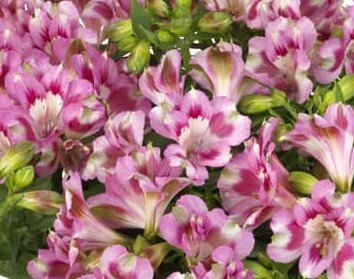 Alstroemeria Inticancha Hula 3 Litre