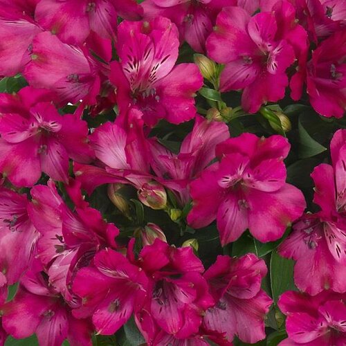 Alstroemeria Inticancha Machu 3 Litre