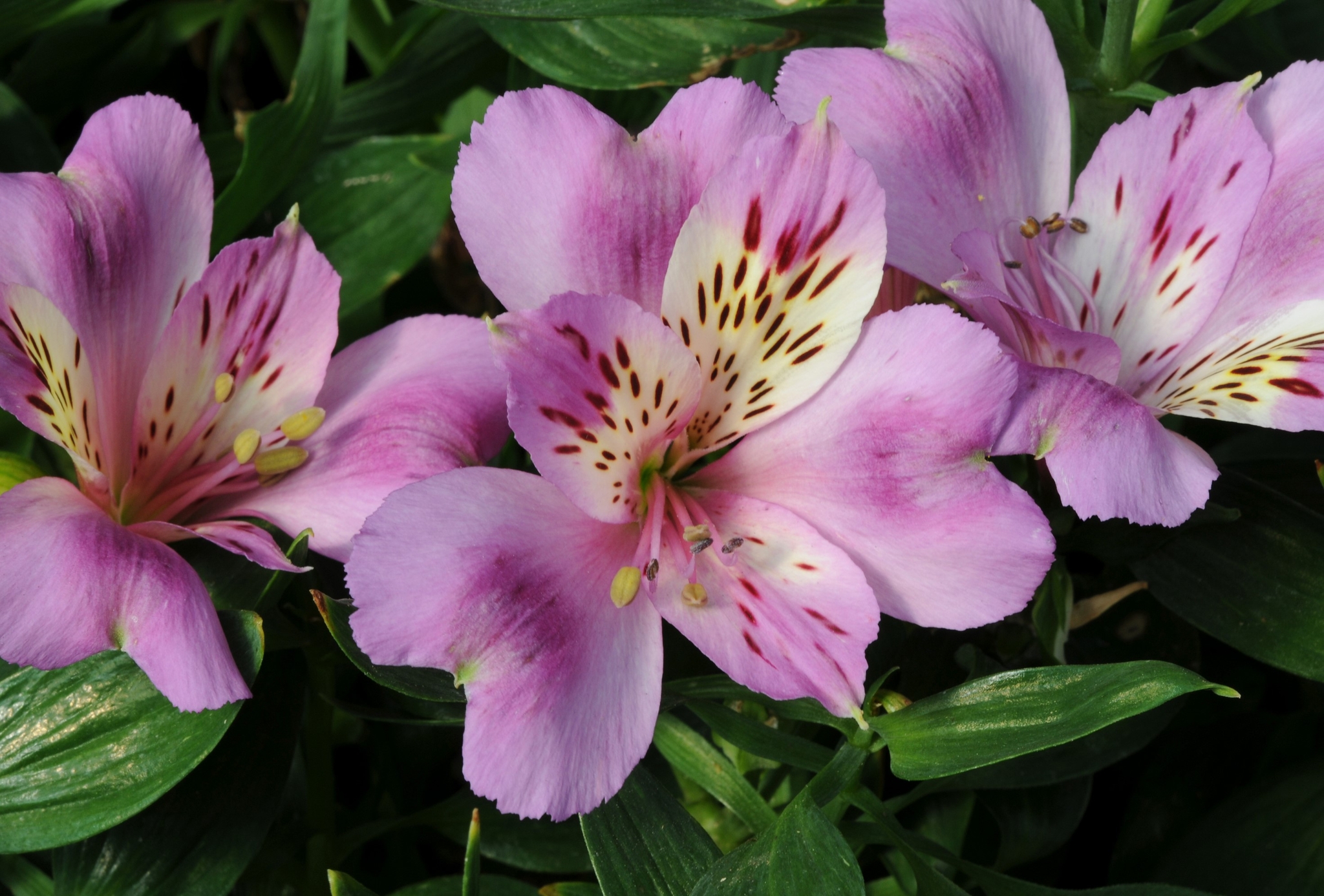 Alstroemeria Inticancha Navayo 2 Litre - Stewarts Garden Centre