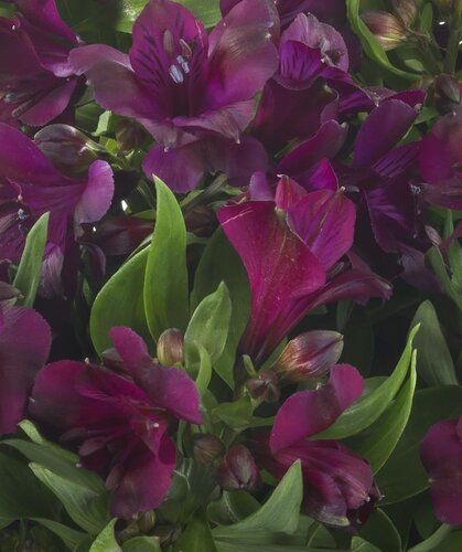 Alstroemeria Inticancha Paraiso 2 Litre