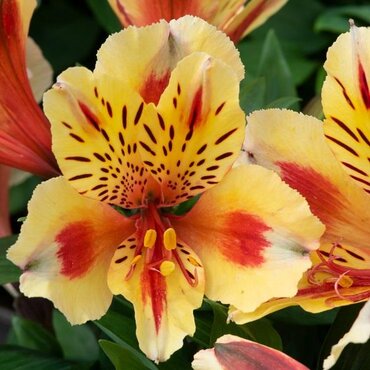 Alstroemeria Inticancha Sunset 3 Litre