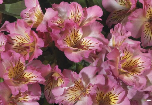 Alstroemeria Inticancha Sunshine 2 Litre