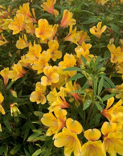 Alstroemeria Little Miss Tara 3 Litre