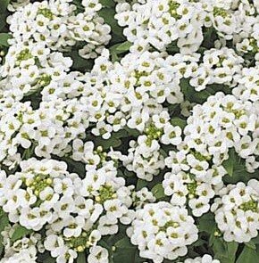 Alyssum Alice White 6 Pack