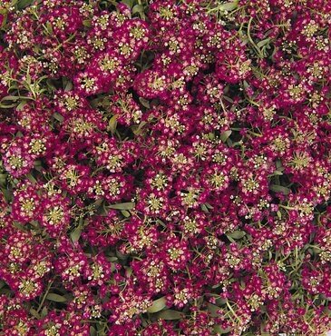 Alyssum Deep Rose Six Pack