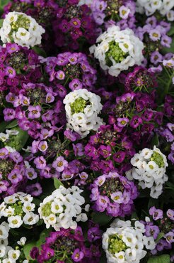 Alyssum Mix 6 Pack