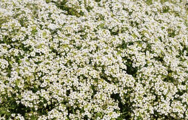 Alyssum White 6 Pack