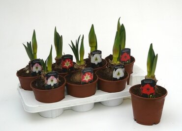 Amaryllis 1 Stem Mix