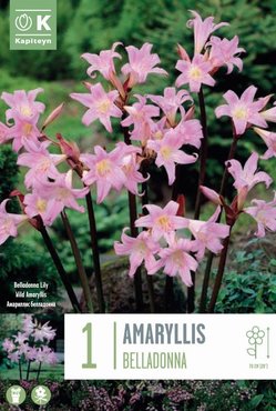 Amaryllis Bella Donna