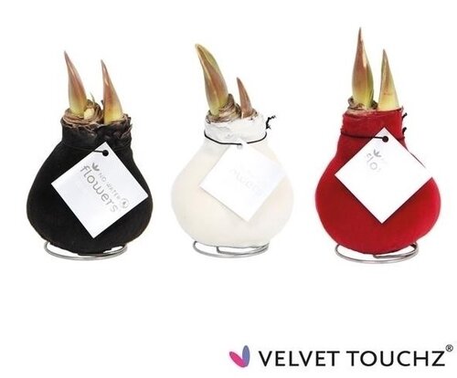 Amaryllis Wax Velvet Touch Mix