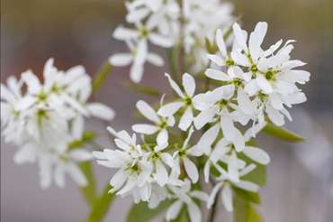 Amelanchier Ballerina 12 Litre