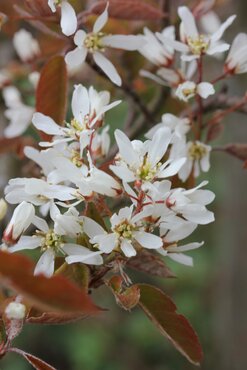 Amelanchier Lamarckii 4.6 Litre