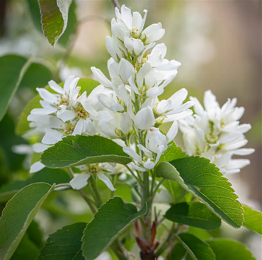 Amelanchier Obelisk 10 Litre