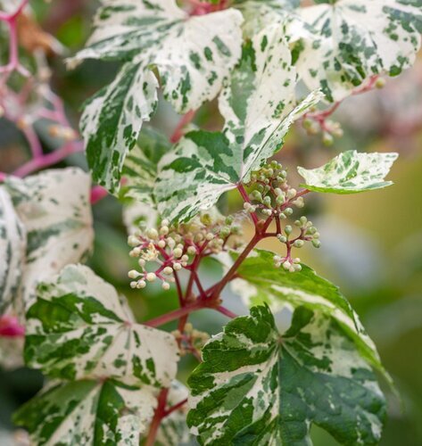 Ampelopsis Elegans 3 Litre - image 1