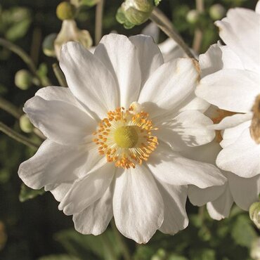 Anemone Alando White 3 Litre