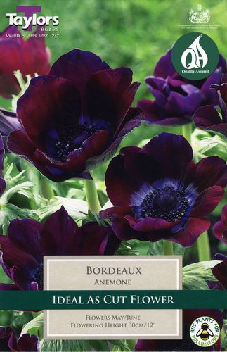 Anemone Bordeaux x 6