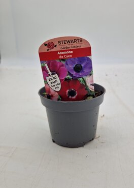 Anemone De Caen Potted Bulb 9cm