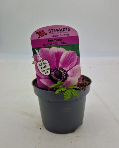 Anemone De Caen Sylphide Potted Bulb 9cm