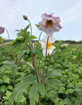 Anemone Dreaming Swan 3 litre