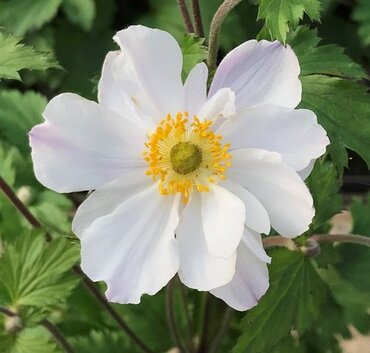 Anemone Elfin Swan 2 Litre