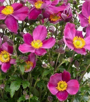 Anemone Fantasy Ariel 2 Litre