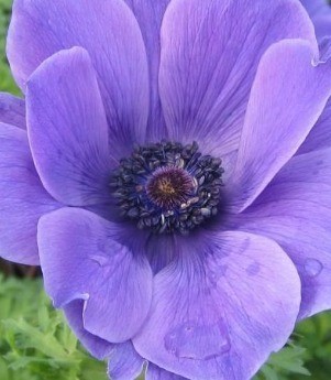 Anemone Harmony Blue 2 litre