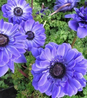 Anemone Harmony Double Blue 2 litre