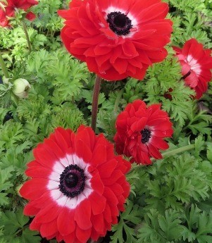 Anemone Harmony Double Scarlet 2 Litre