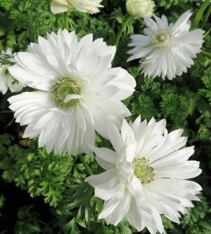 Anemone Harmony Double White 2 litre