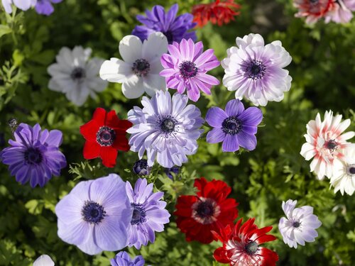 Anemone Mixed Jumbo Six Pack