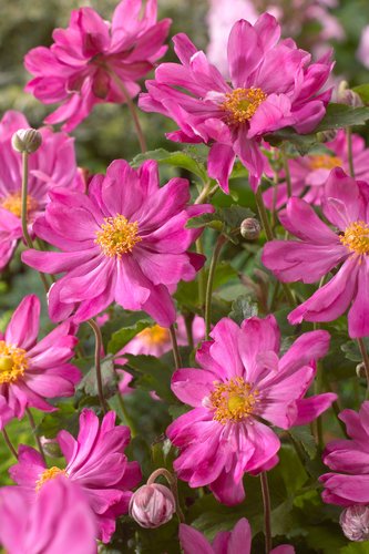 Anemone Prinz Heinrich 3 Litre