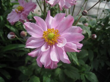 Anemone Queen Charlotte 3 Litre