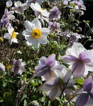 Anemone Ruffled Swan 2 Litre