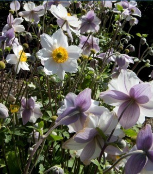 Anemone Ruffled Swan 3 litre