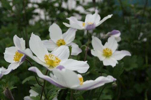 Anemone Wild Swan 2 Litre