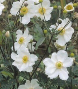 Anemone x Hybrida Honorine Jobert 3 Litre