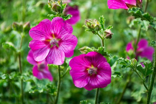 Anisodontea Elegans Princess 3 Litre