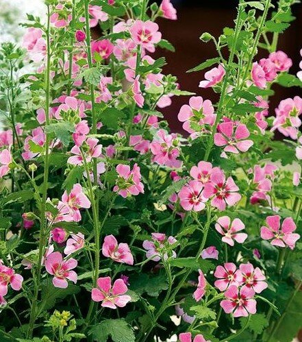 Anisodontea Lady In Pink 2 Litre