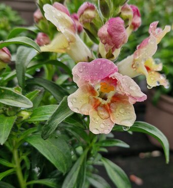 Antirrhinum Bronze Apricot 2 Litre