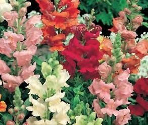 Antirrhinum (Snap Dragons) Dwarf Mixed Six Pack