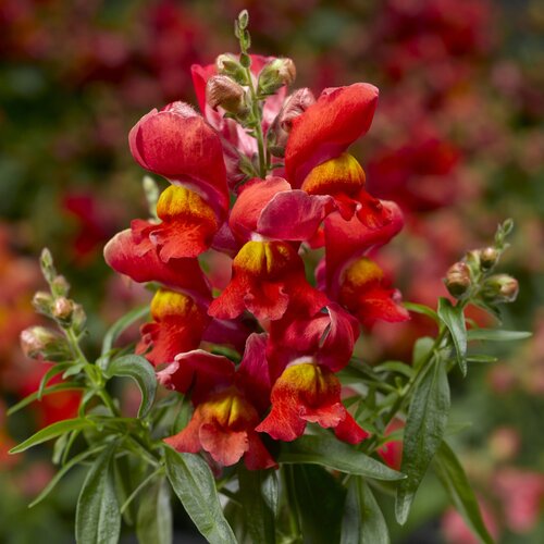 Antirrhinum Snaptini Sunglow 6 Pack