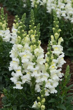 Antirrhinum Snaptini White 6 Pack