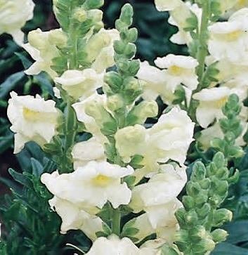 Antirrhinum Snaptini White 6 Pack