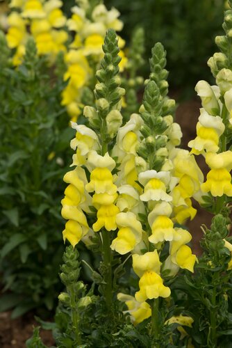 Antirrhinum Snaptini Yellow 6 Pack