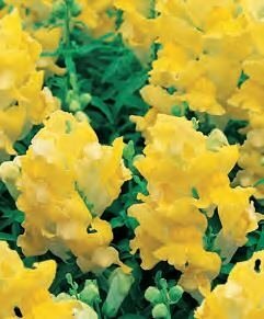 Antirrhinum Snaptini Yellow 6 Pack