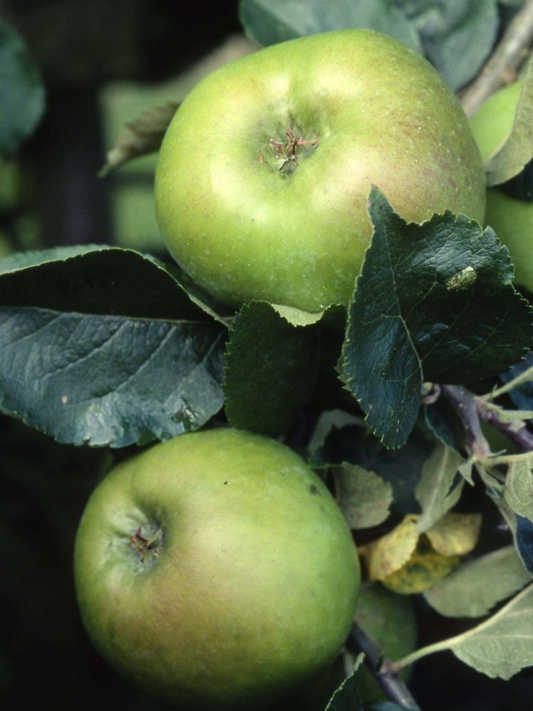 Apple Bramley M27 11 5litre Stewarts Garden Centre