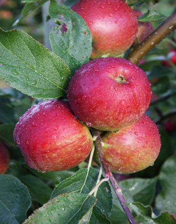 Apple Core Blimey M26 12 Litre